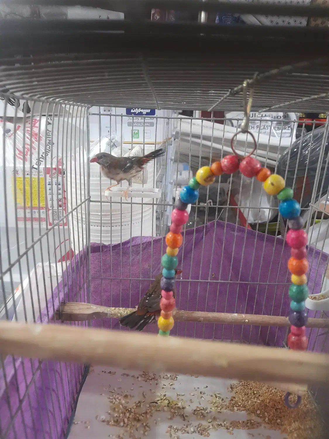 دو عدد فنچ توت فرنگی مولد|پرنده|کرج, برغان|دیوار