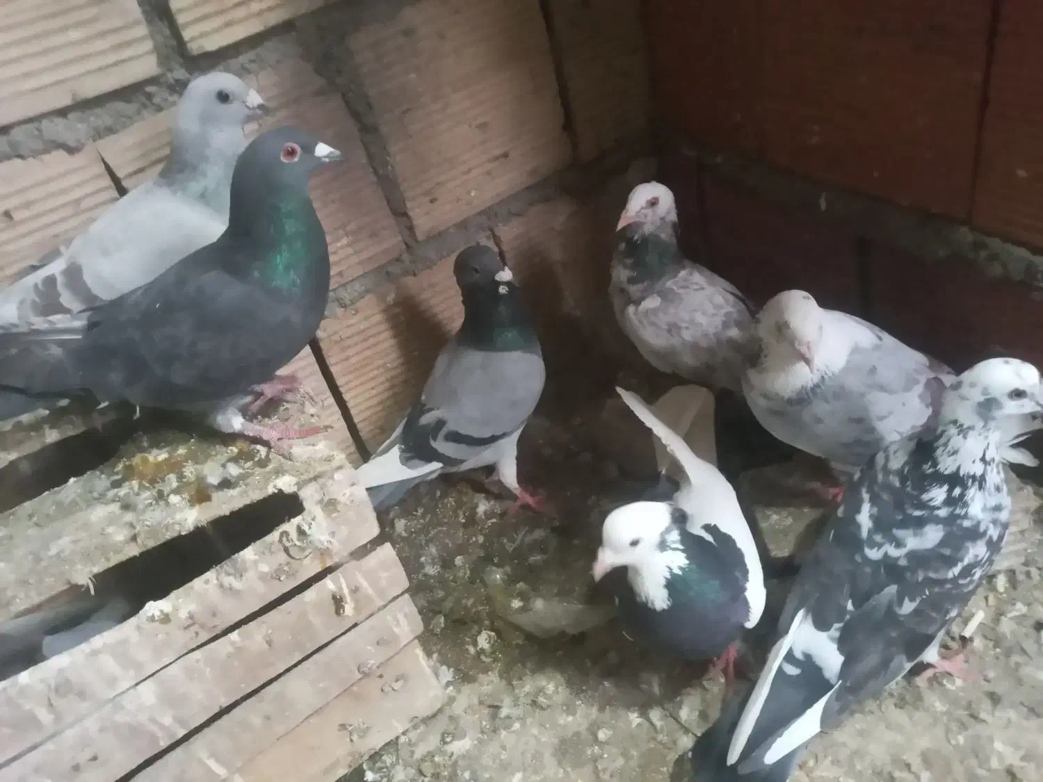 ۷ عدد کبوتر|پرنده|شیروان (خراسان), |دیوار