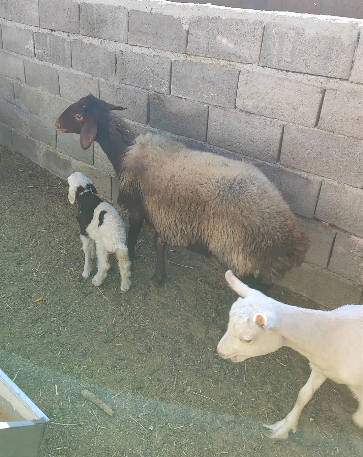 میش افشاری|حیوانات مزرعه|تفت, |دیوار