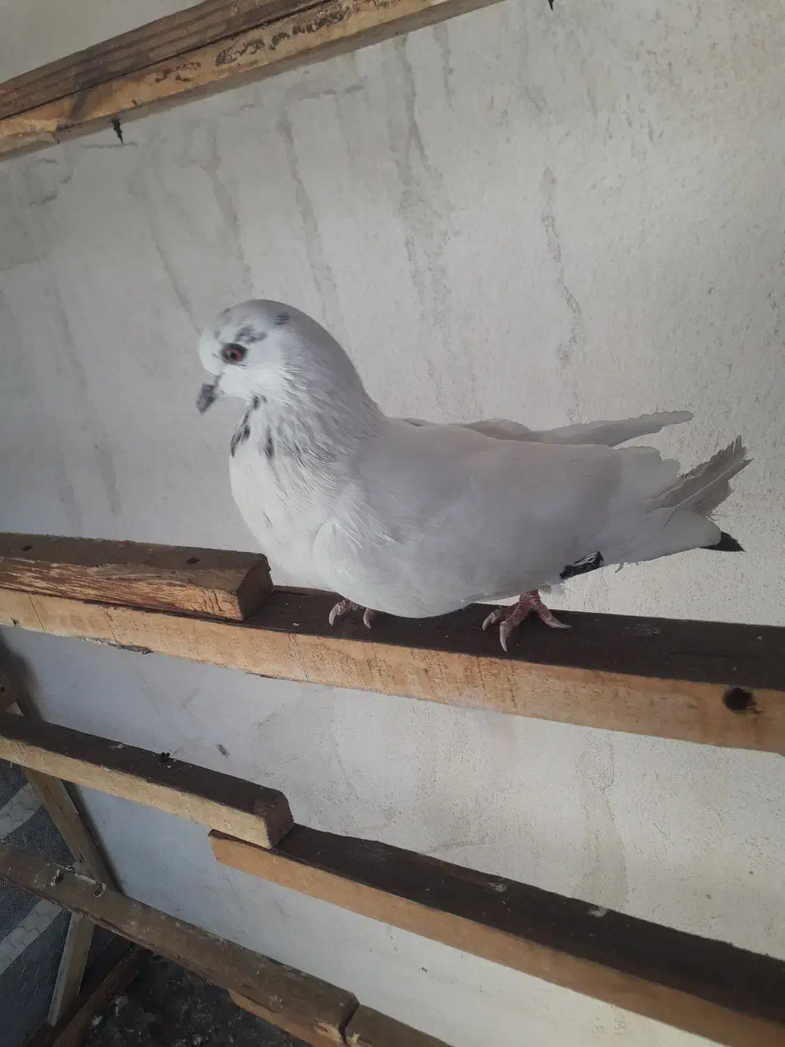 کبوتر ماده کاشونی|پرنده|اصفهان, ستار|دیوار