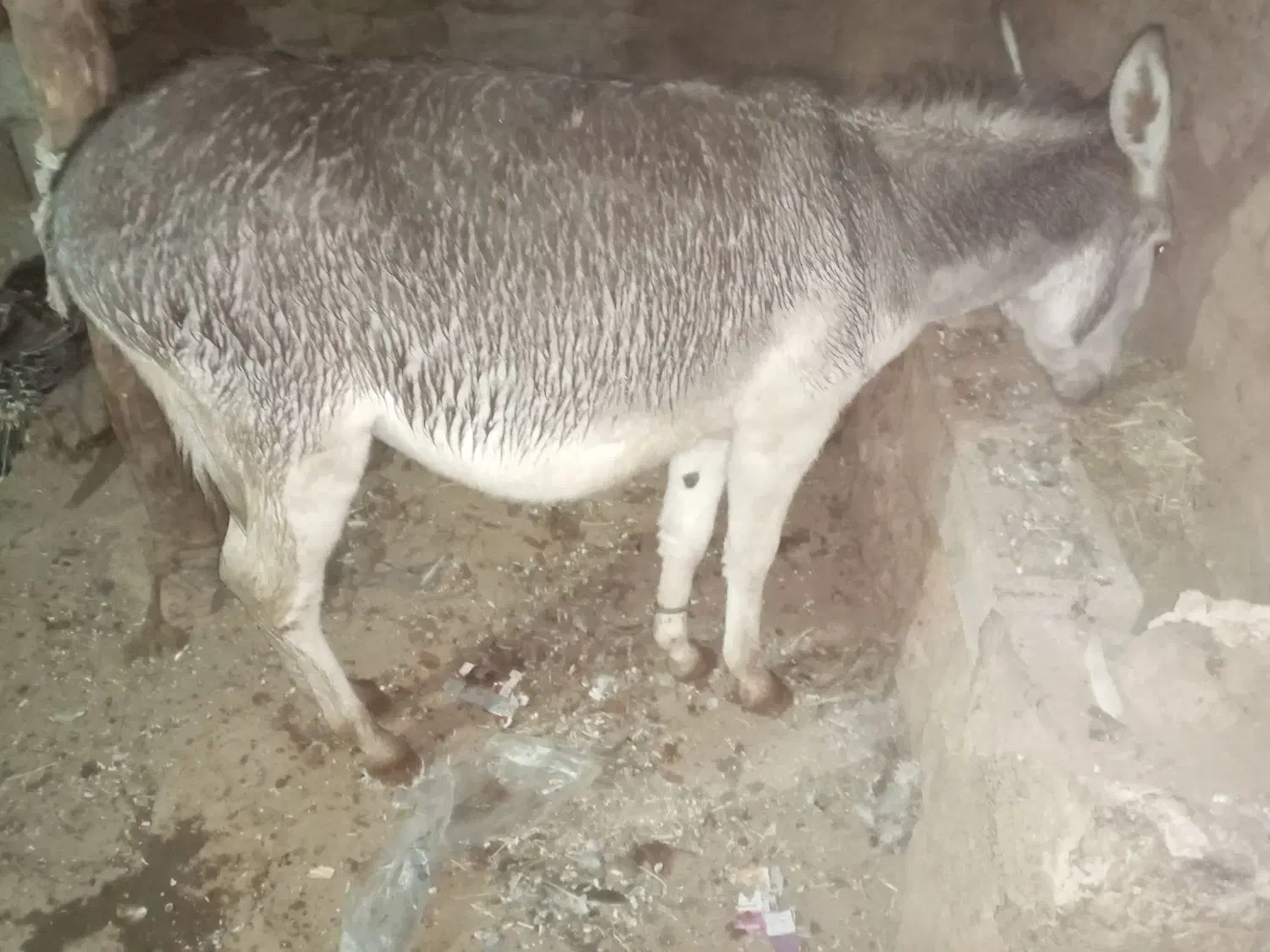 الاغ|حیوانات مزرعه|سارال, |دیوار