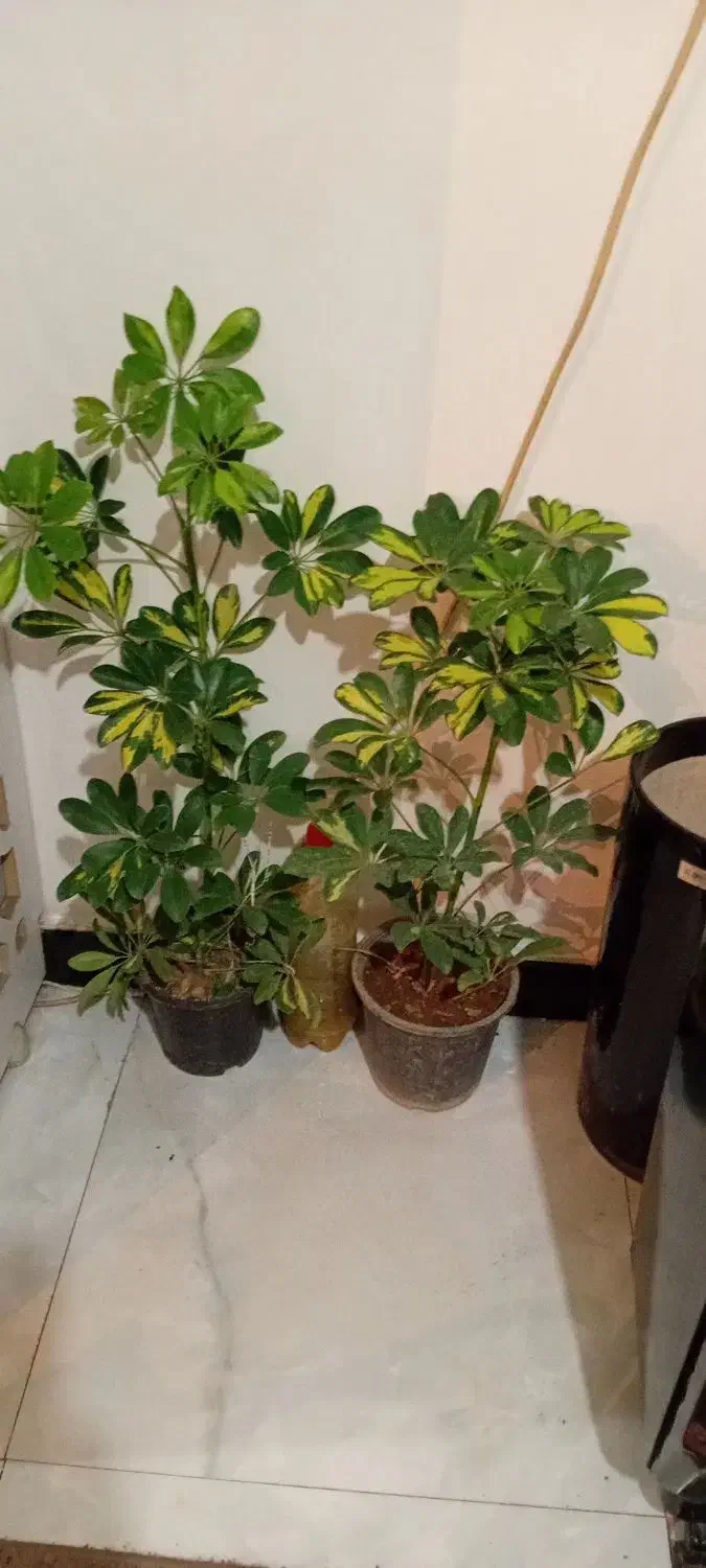 بازی نیست|کنسول، بازی ویدئویی و آنلاین|خرم‌آباد, |دیوار