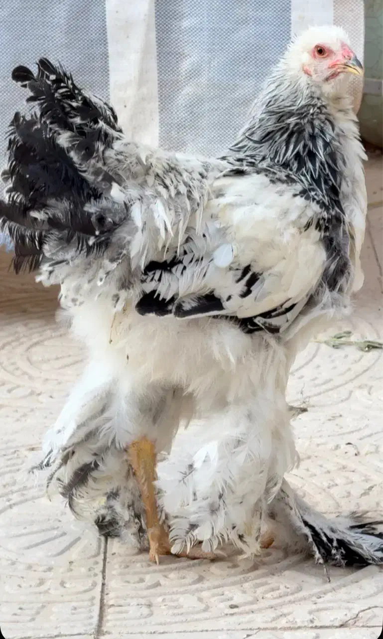 تخم نطفه دار برهما لایت و بلو لایت|حیوانات مزرعه|تهران, زعفرانیه|دیوار