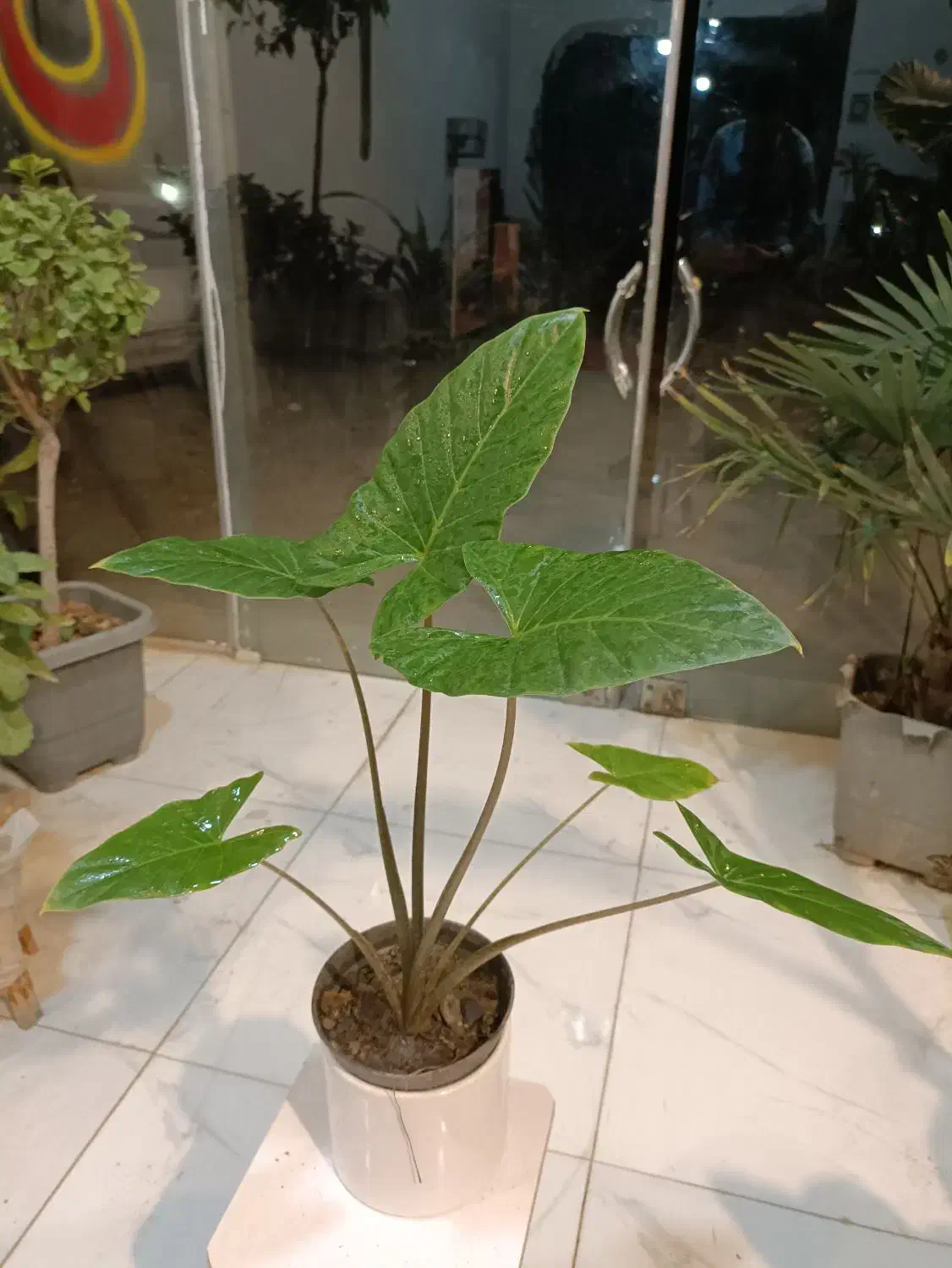 حراج گل بابا آدم تنه قرمز ارسال رایگان + هدیه|گل و گیاه طبیعی|مشهد, رستگار|دیوار