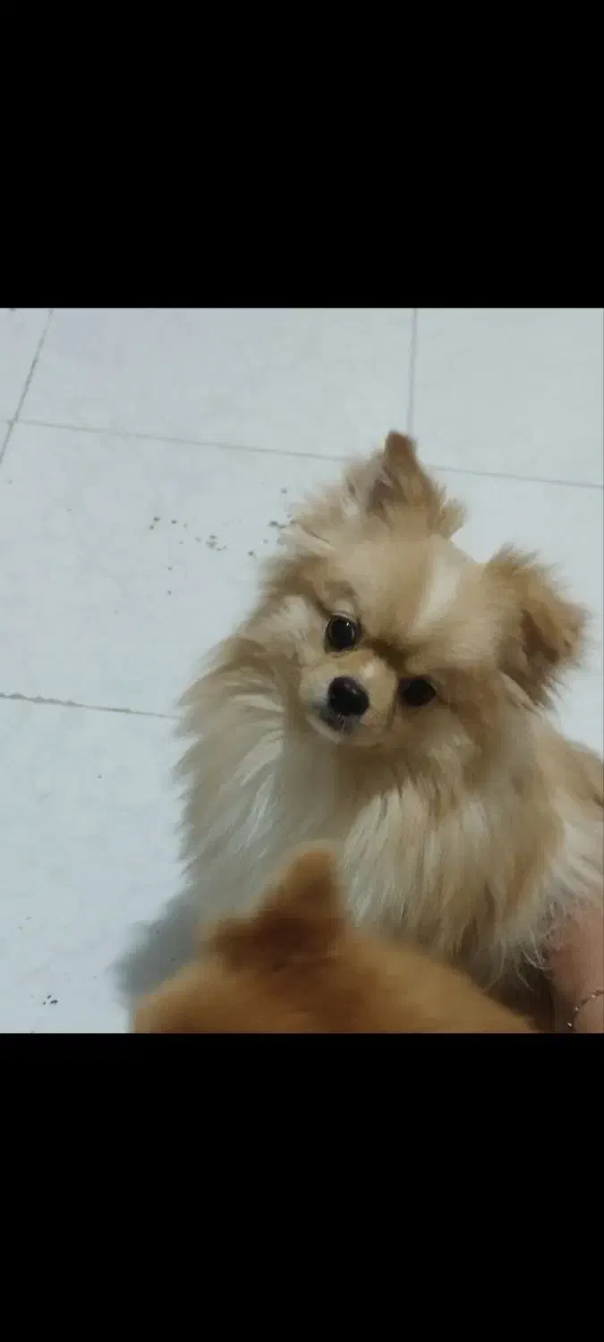 سگ پامر|سگ|تهران, کیانشهر|دیوار