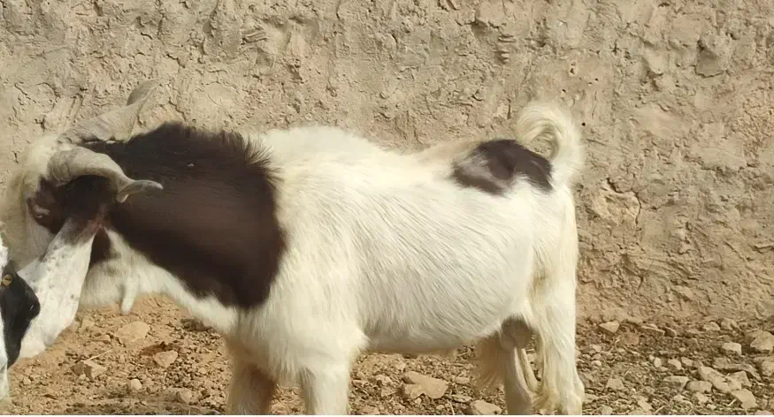 بز پازن|حیوانات مزرعه|بهبهان, |دیوار