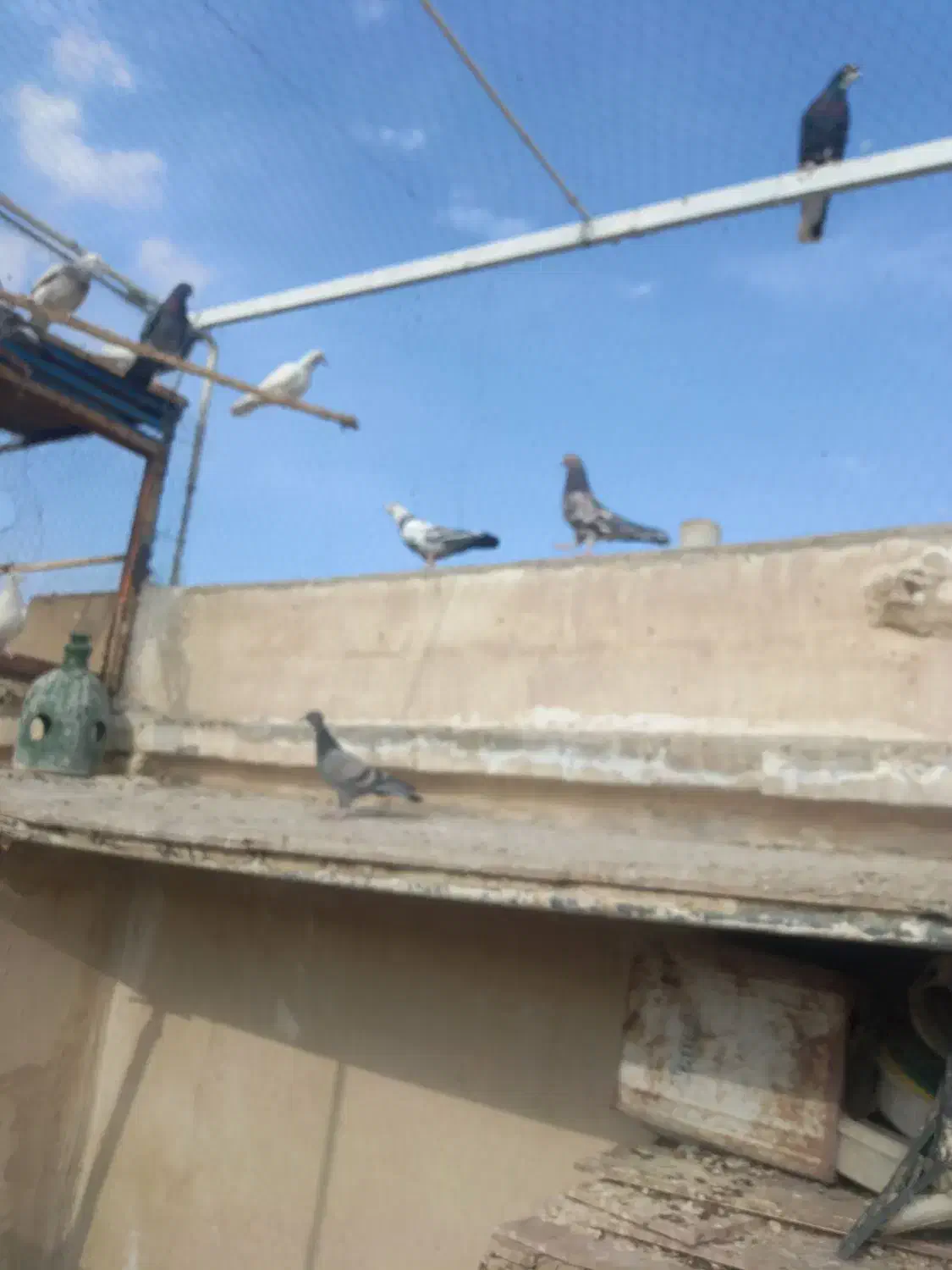 کفتر پرشی عالی|پرنده|کاشان, لتحر|دیوار