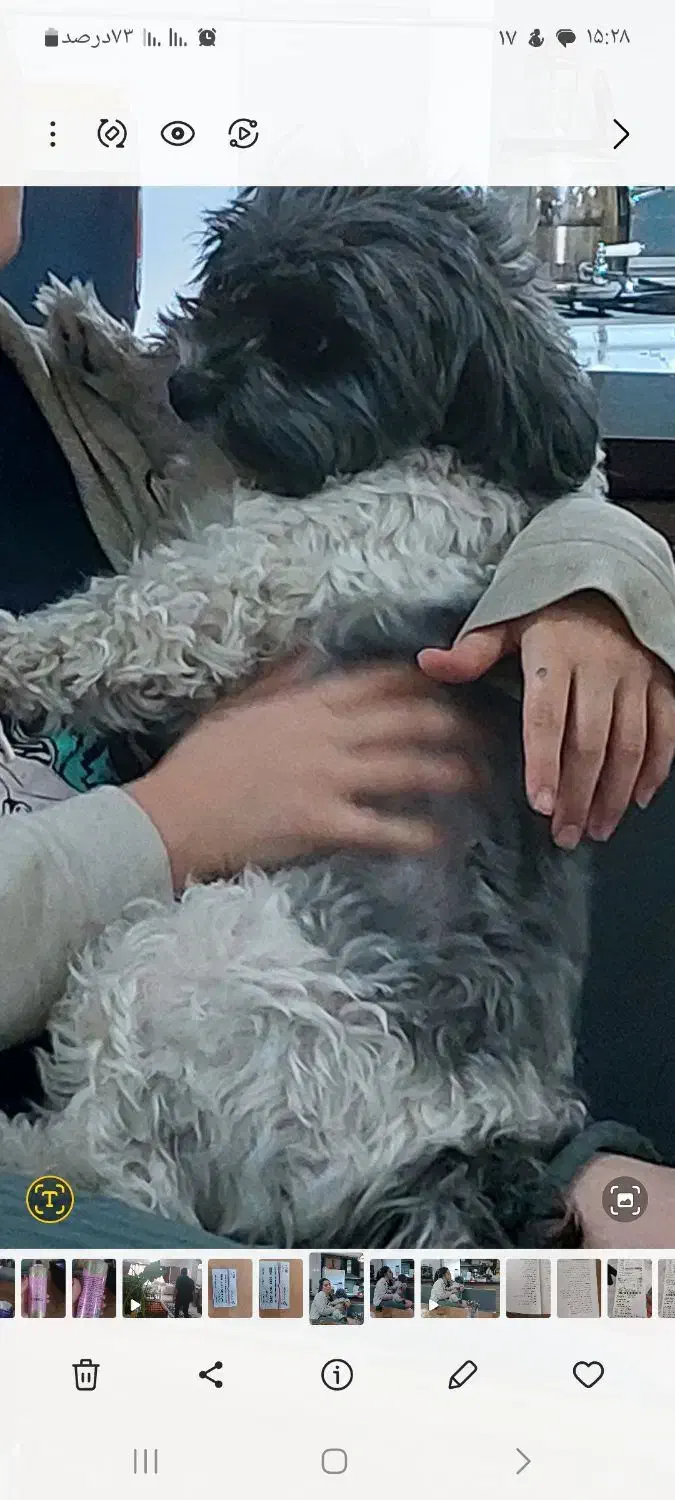 سگ گمشده|حیوانات|ارومیه, |دیوار