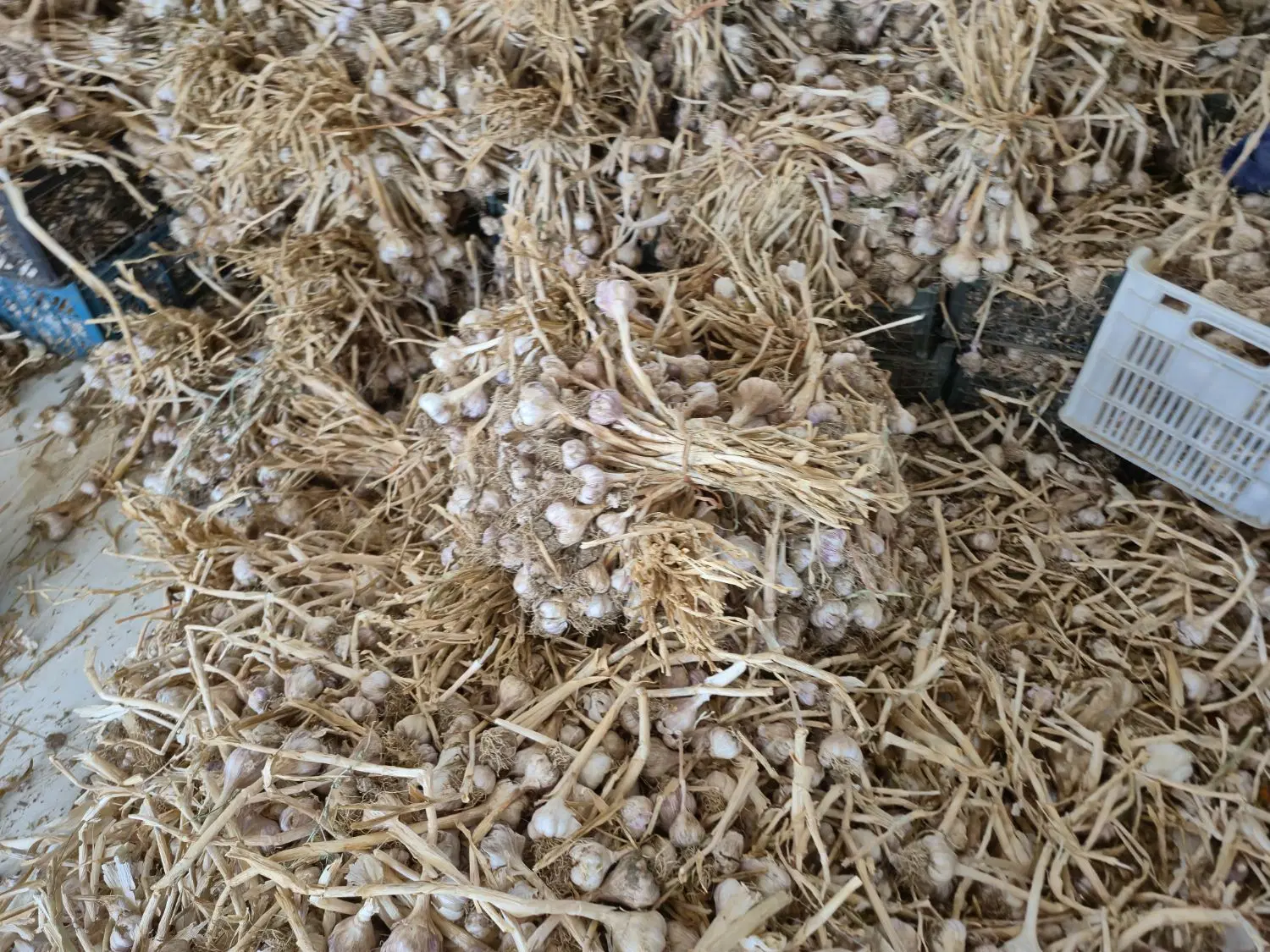 سیر|خوردنی و آشامیدنی|جیرفت, |دیوار