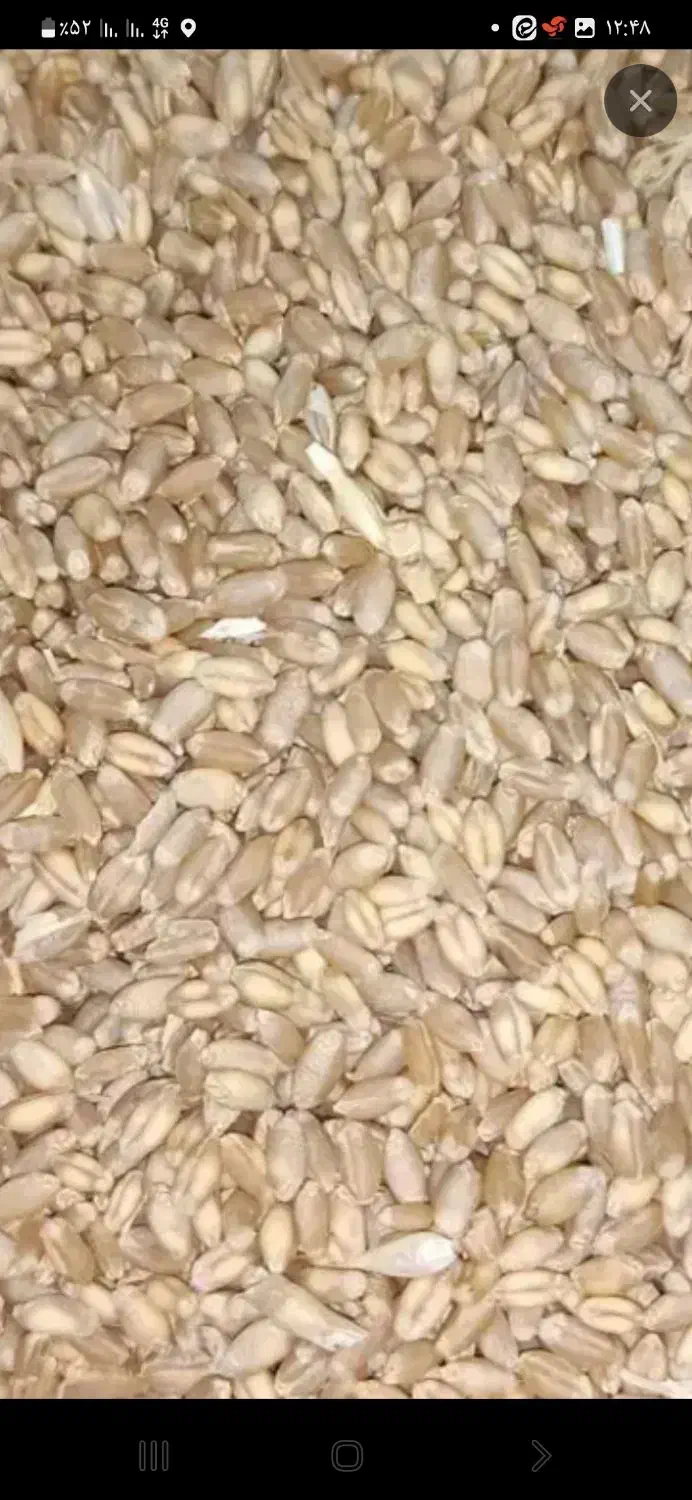 گندم ابی|خوردنی و آشامیدنی|داران, |دیوار