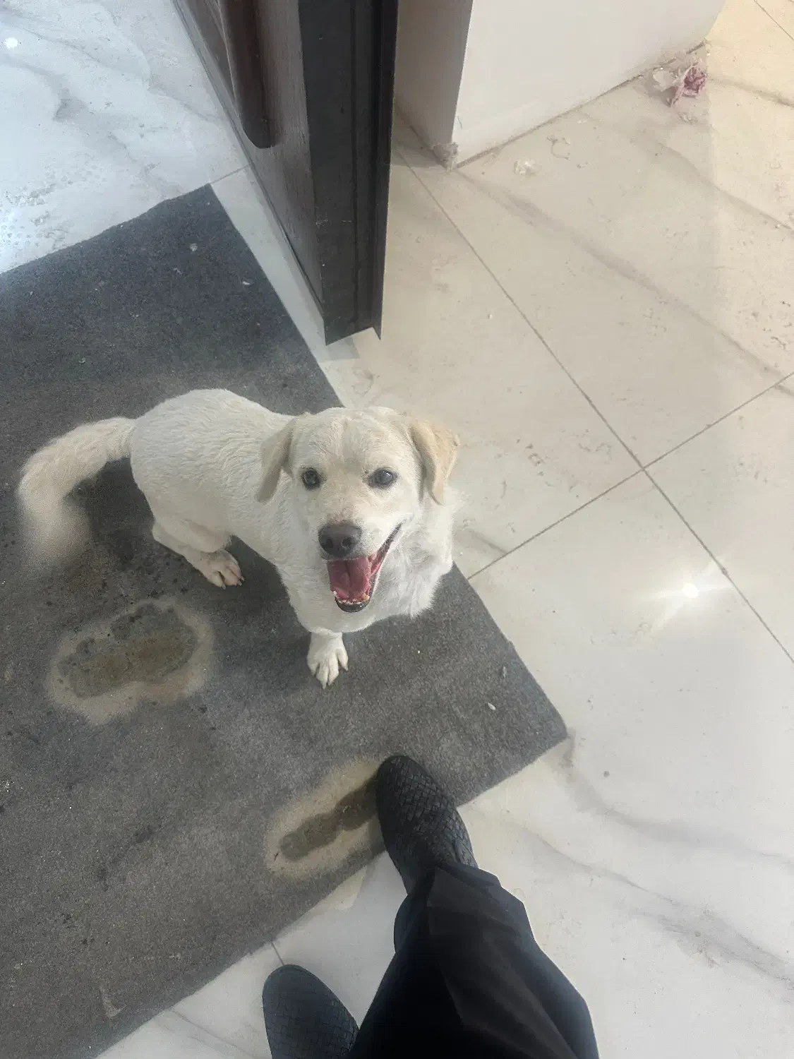 پیدا شده محدوده مهرویلا|حیوانات|کرج, مهرویلا جنوبی|دیوار