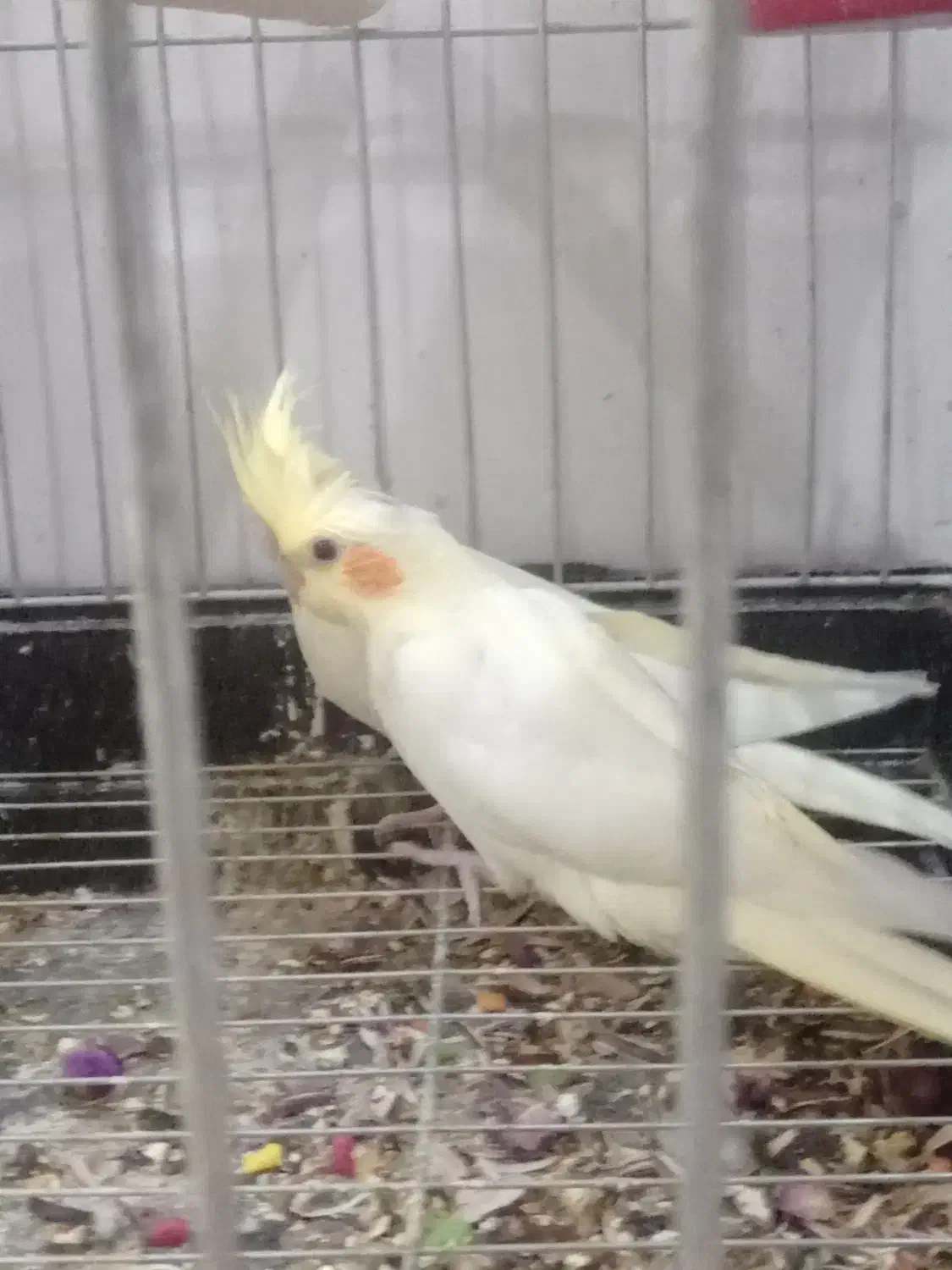 عروس علندی|پرنده|آبدانان, |دیوار