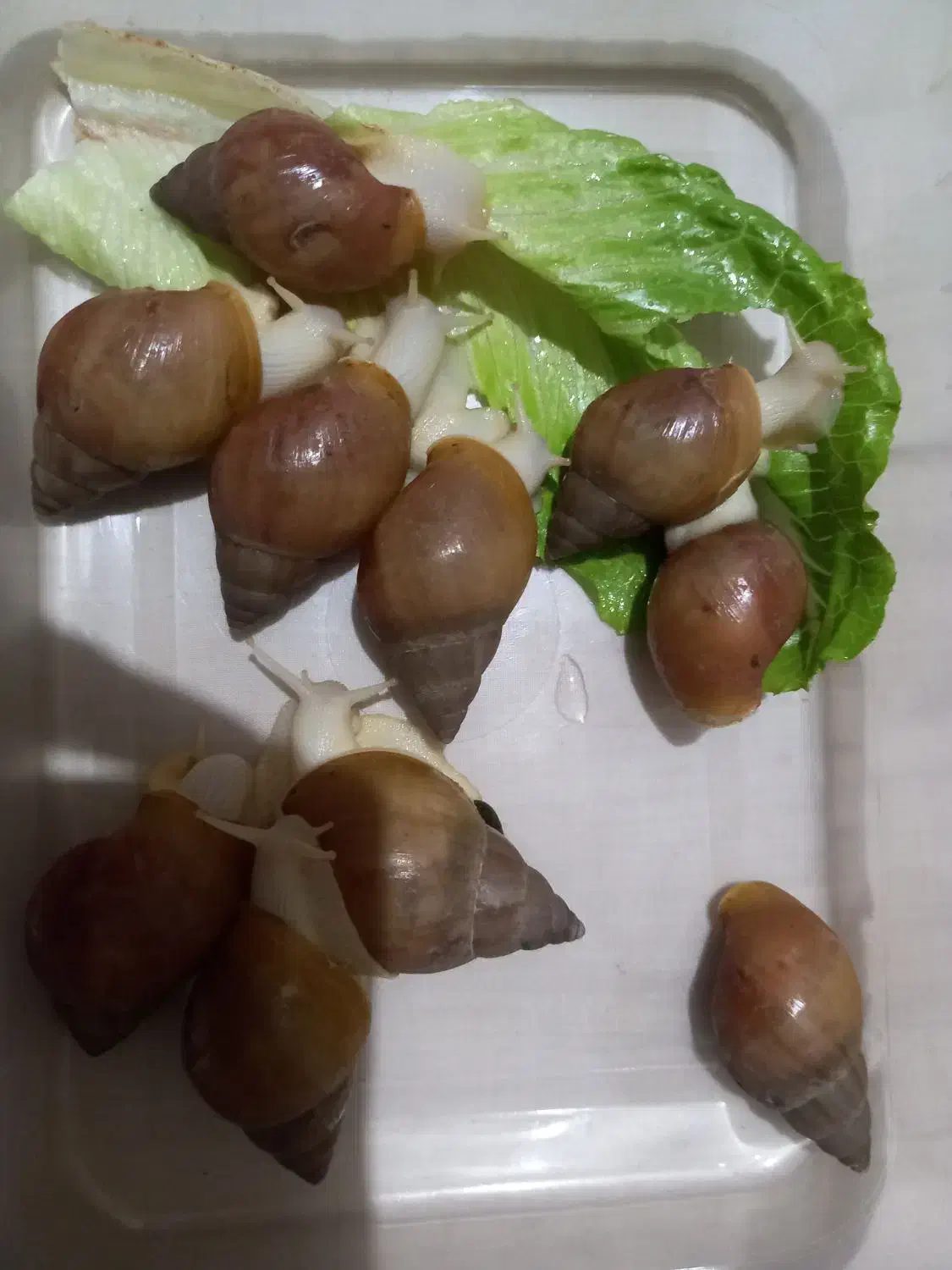 حلزون آلبینو|خزنده|دزفول, |دیوار