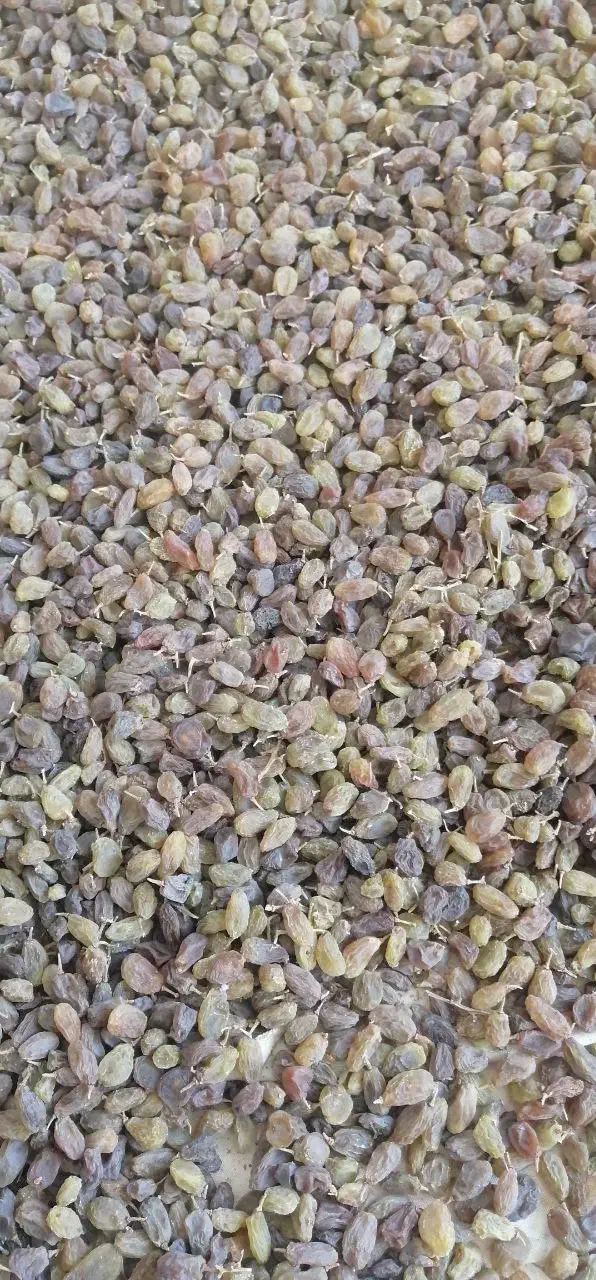 کشمش سبز سایه خشک|خوردنی و آشامیدنی|شیراز, ابیوردی|دیوار