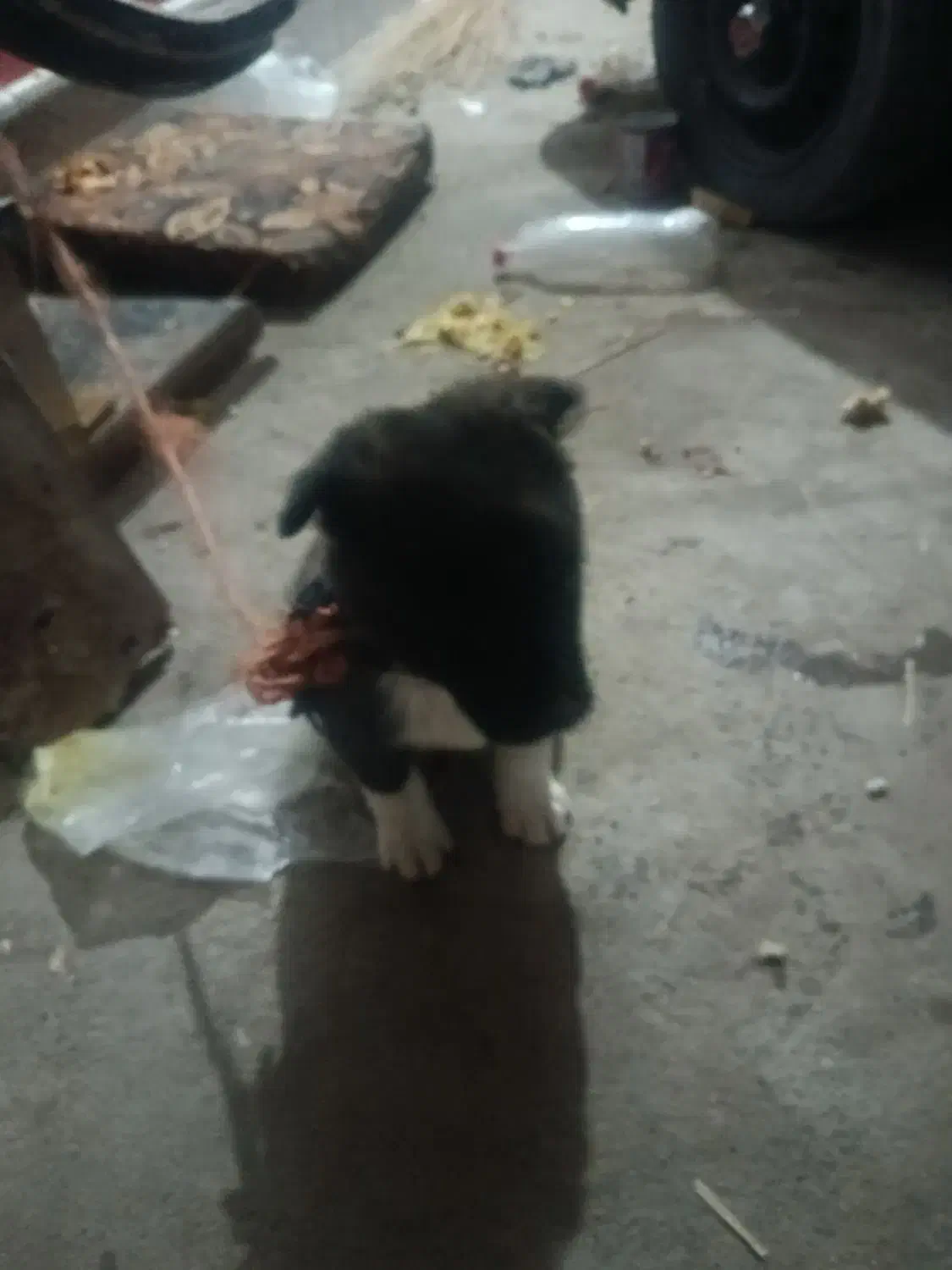 تازه غذاخورشده|سگ|تربت جام, کلالی|دیوار