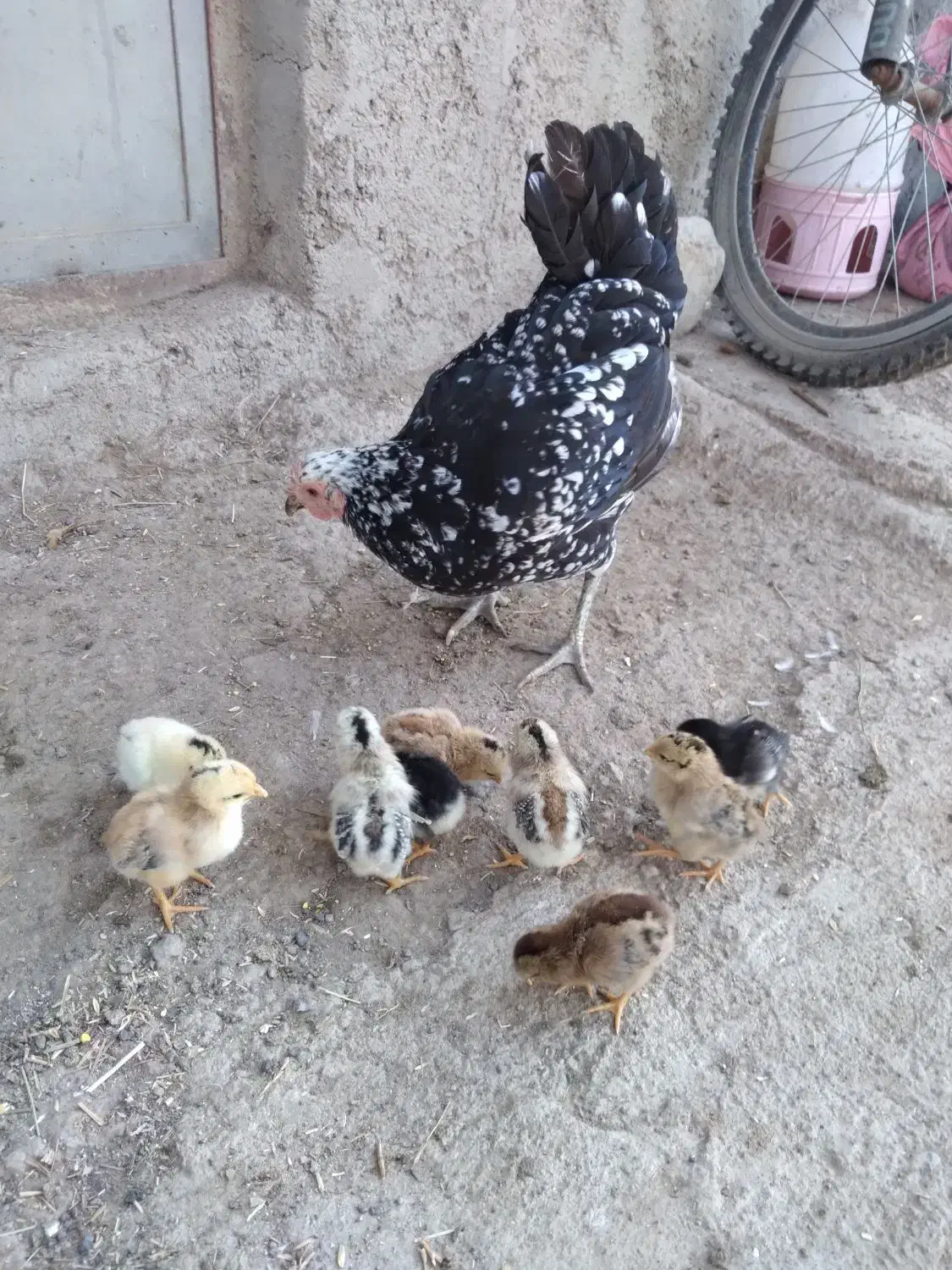 مرغ و خروس گلین لری|حیوانات مزرعه|ویلکیج, |دیوار