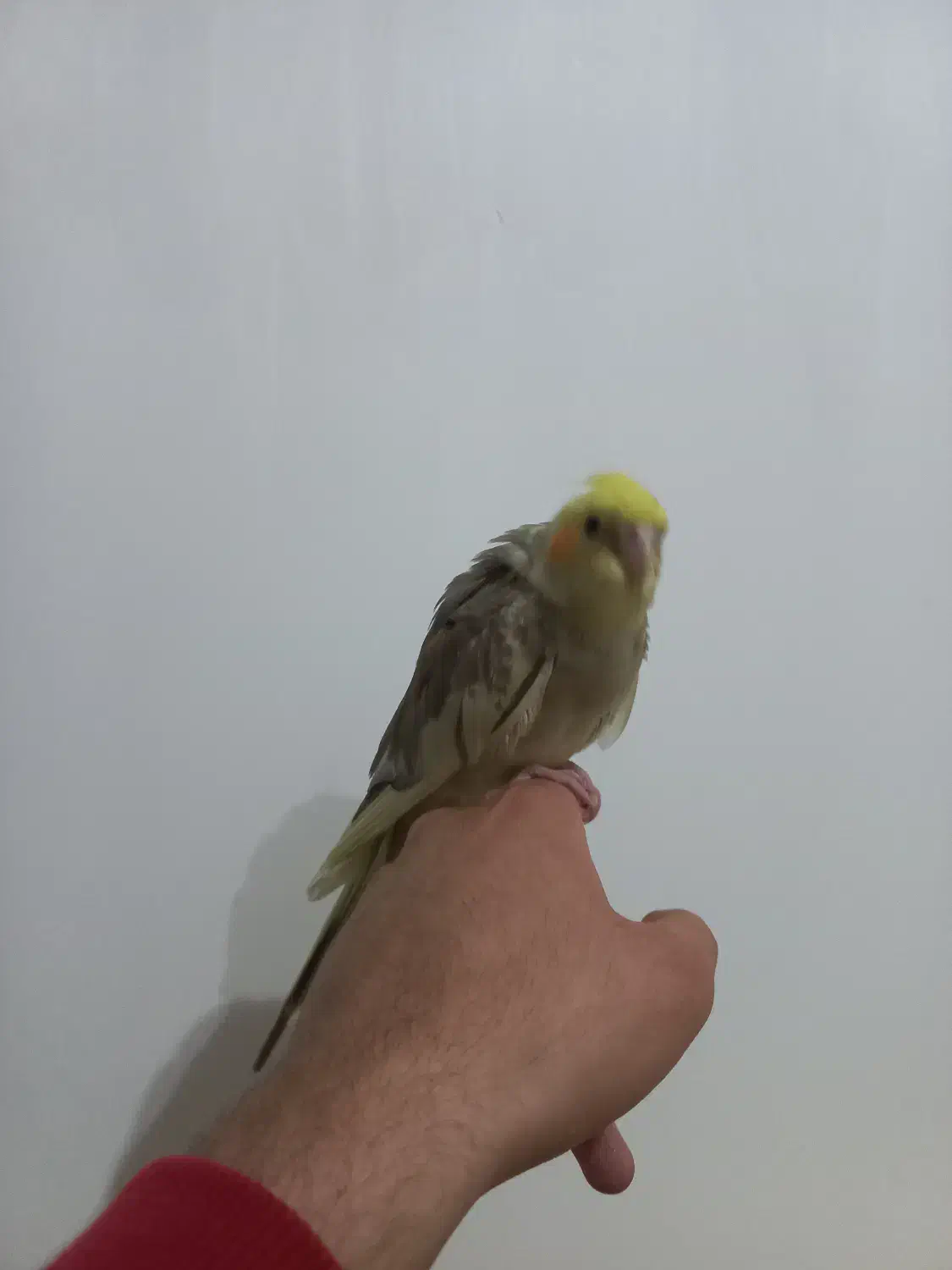 پرنده ی طوطی نر  دستی|پرنده|مریوان, |دیوار