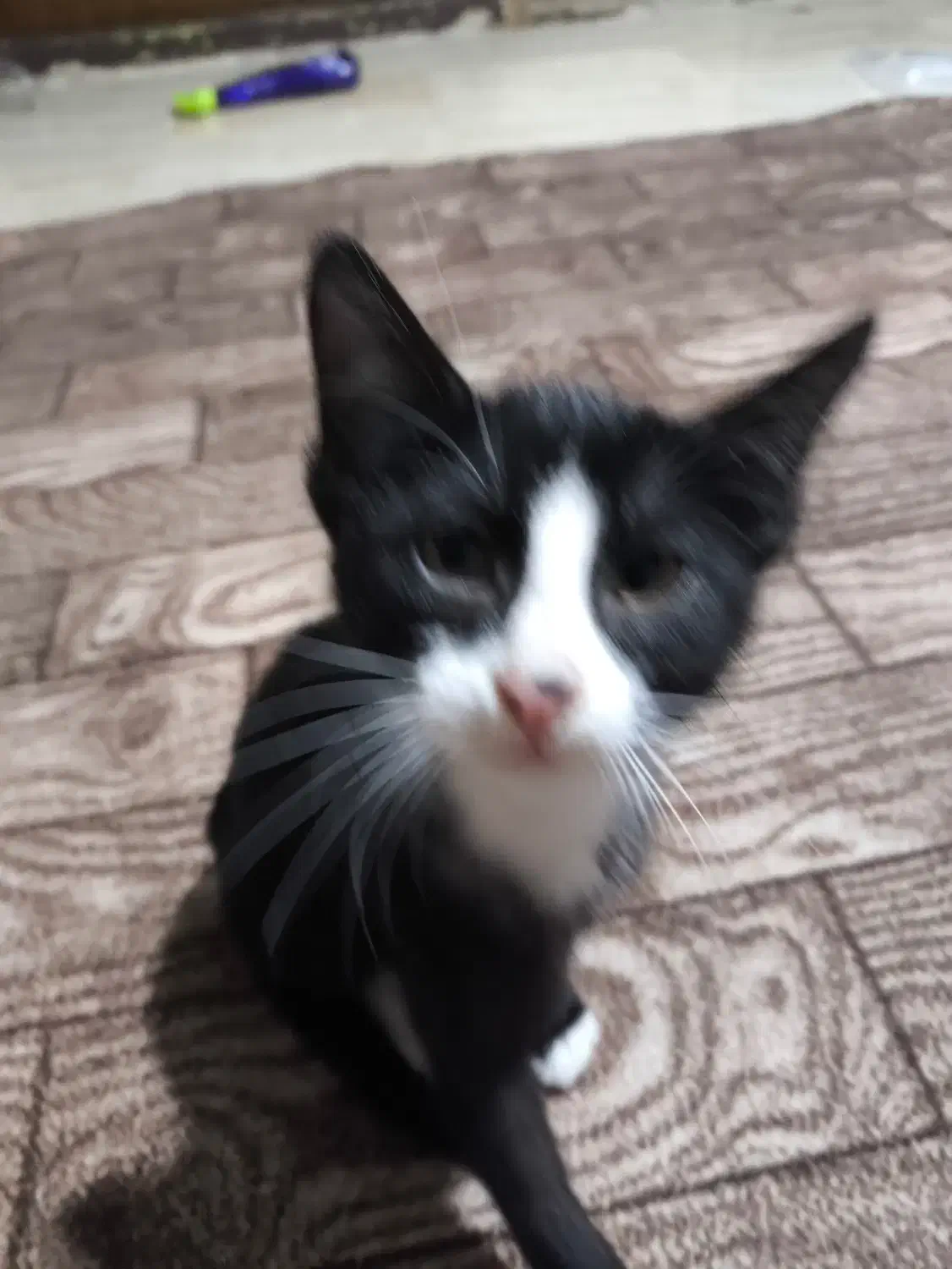 واگذاری گربه dsh|گربه|بابل, |دیوار