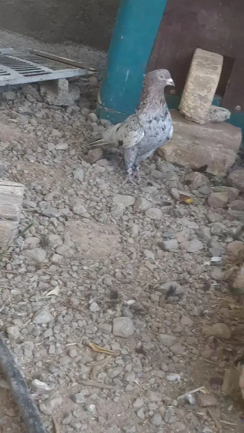 سینه سرور هوایی|پرنده|مرودشت, تخت جمشید|دیوار