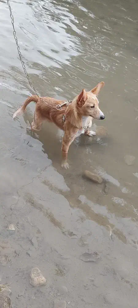 واگذاری پامر اشپیتز|سگ|تهران, هاشم‌آباد|دیوار