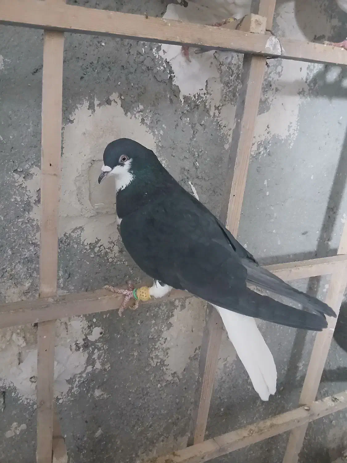 کبوتر|پرنده|اقبالیه, |دیوار