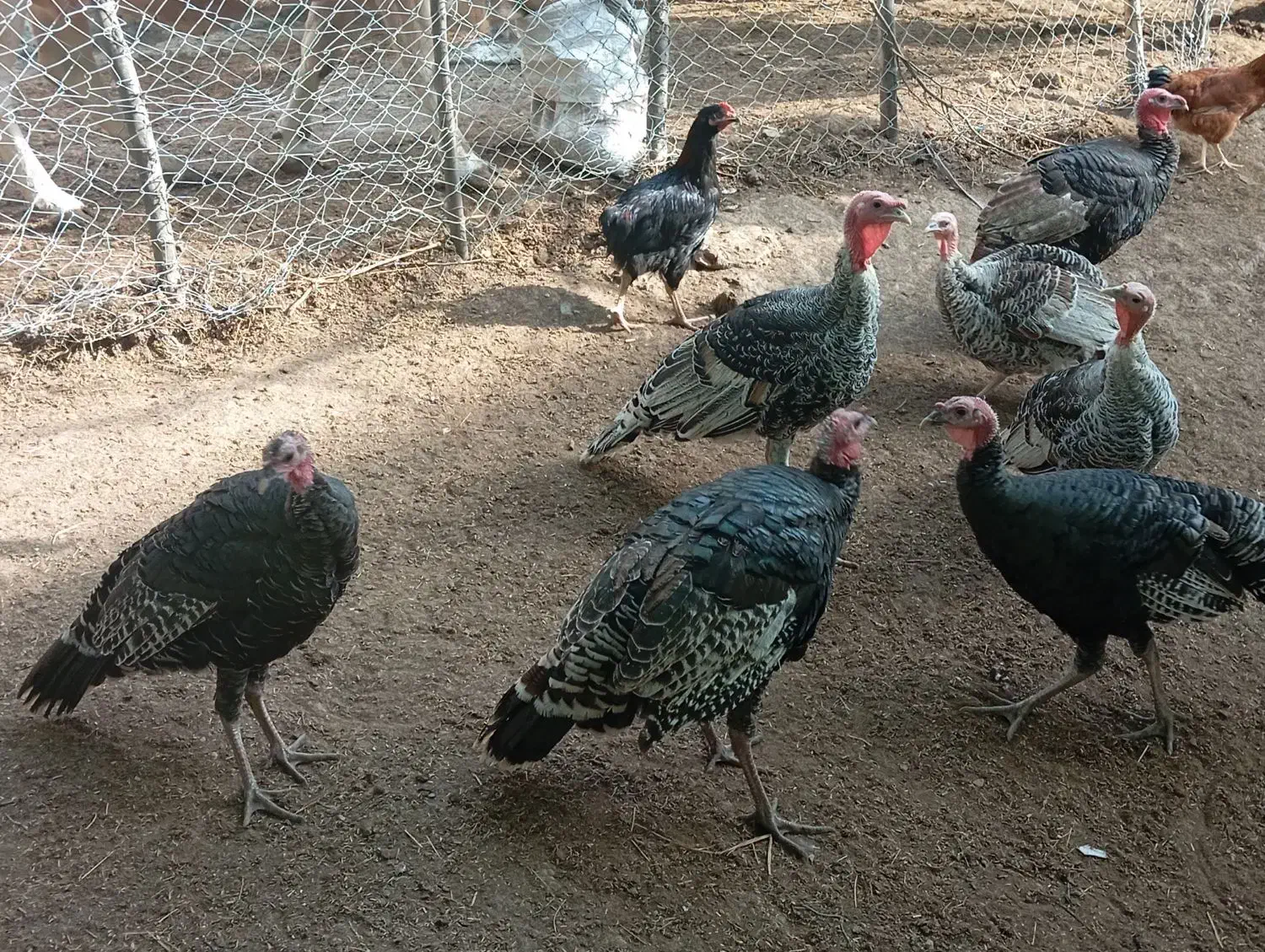 بوقلمون جوان|پرنده|گرگان, |دیوار