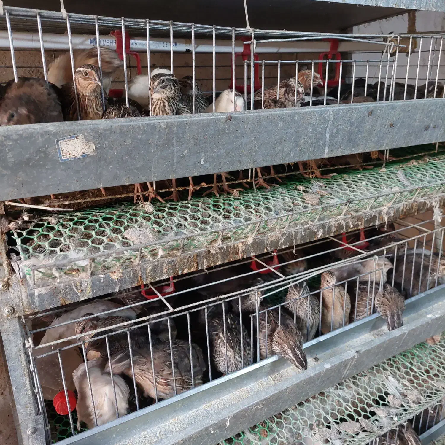 تخم بلدرچین نطفه دار|حیوانات مزرعه|مشهد, شهید قربانی|دیوار