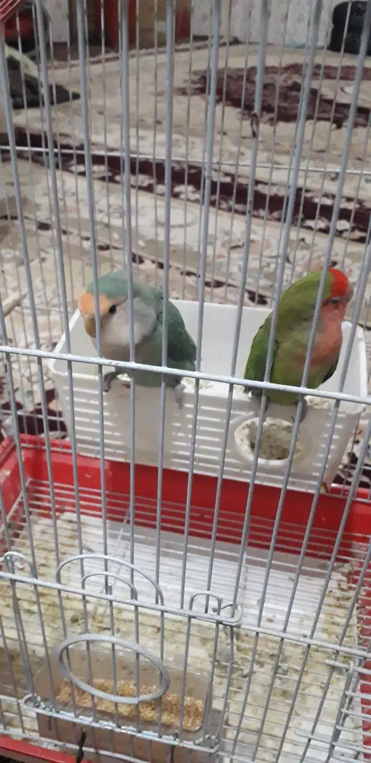 طوطی برزیلی|پرنده|کرمانشاه, |دیوار