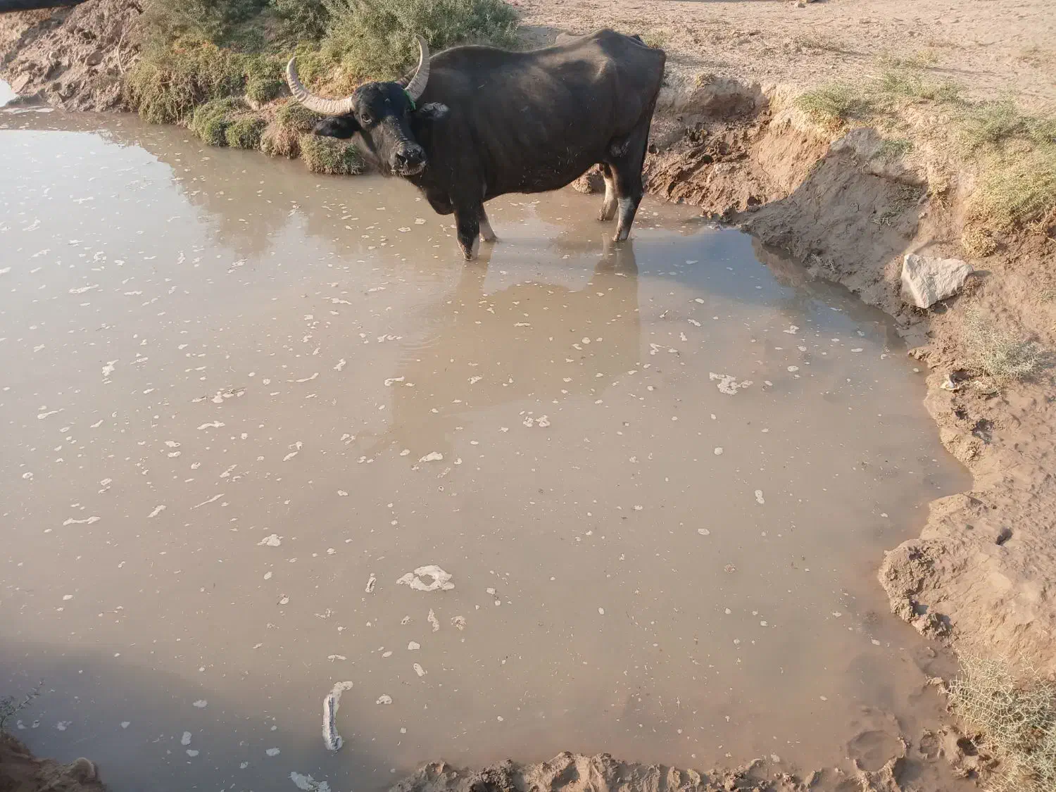 جاده گنبوعه روستایی ملیحه|حیوانات مزرعه|حمیدیه, |دیوار