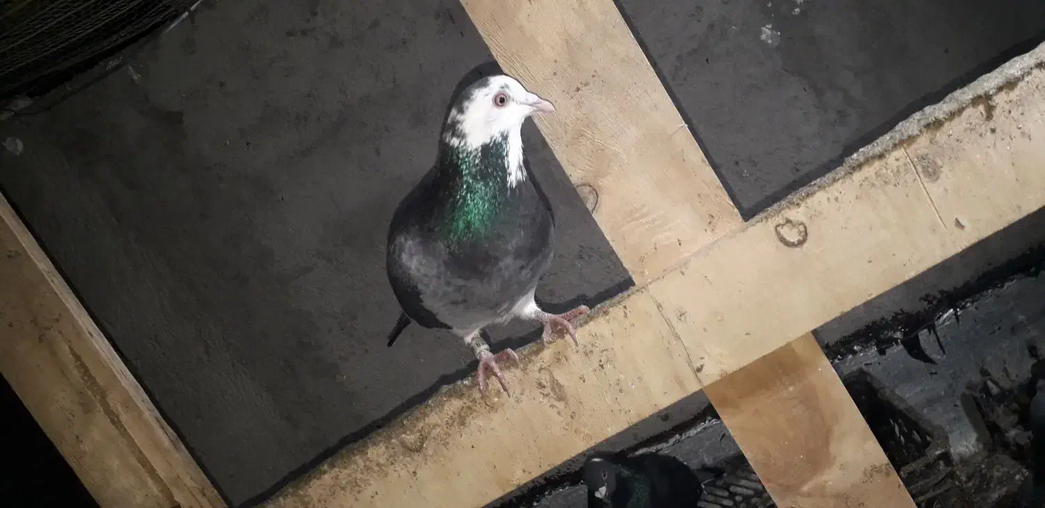 ابلغ|پرنده|نگین شهر, |دیوار