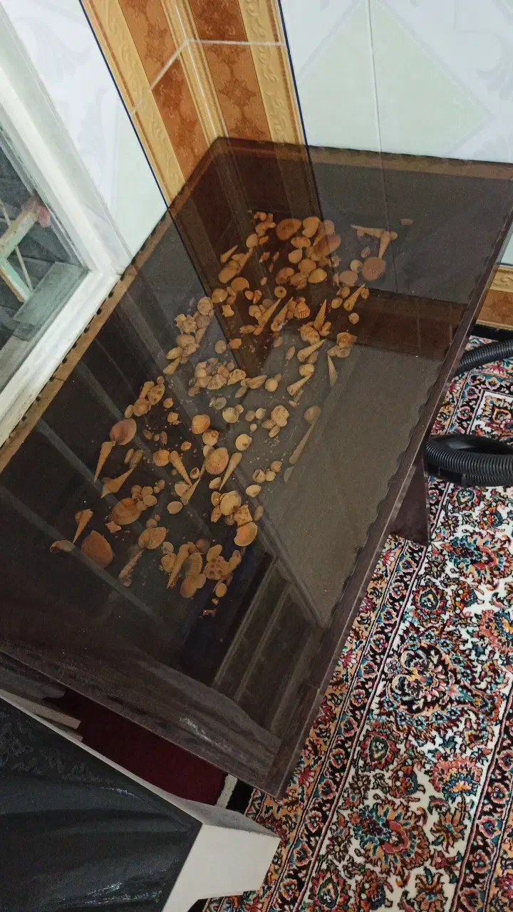 جلو مبلی|مبلمان خانگی و میز عسلی|الیگودرز, |دیوار