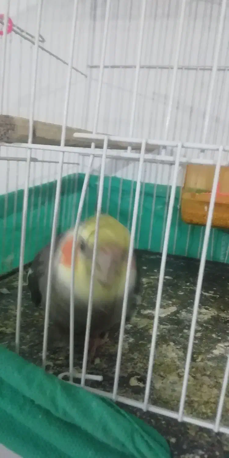 پرنده عروس هلندی نر آماده زرنگ|پرنده|کورین, |دیوار