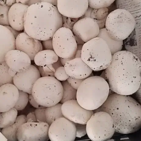 قارچ درجه یک ۱۵۰|خوردنی و آشامیدنی|شیراز, جوادیه|دیوار