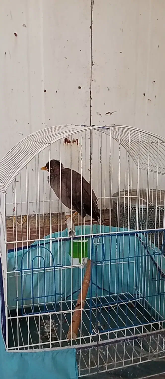 مرغ مینا|پرنده|شیراز, گل سرخ|دیوار