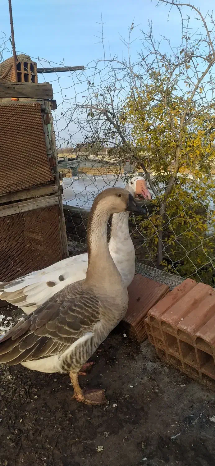 غاز. بوغلمون. خروس دو رگ.|حیوانات مزرعه|گنبد کاووس, |دیوار