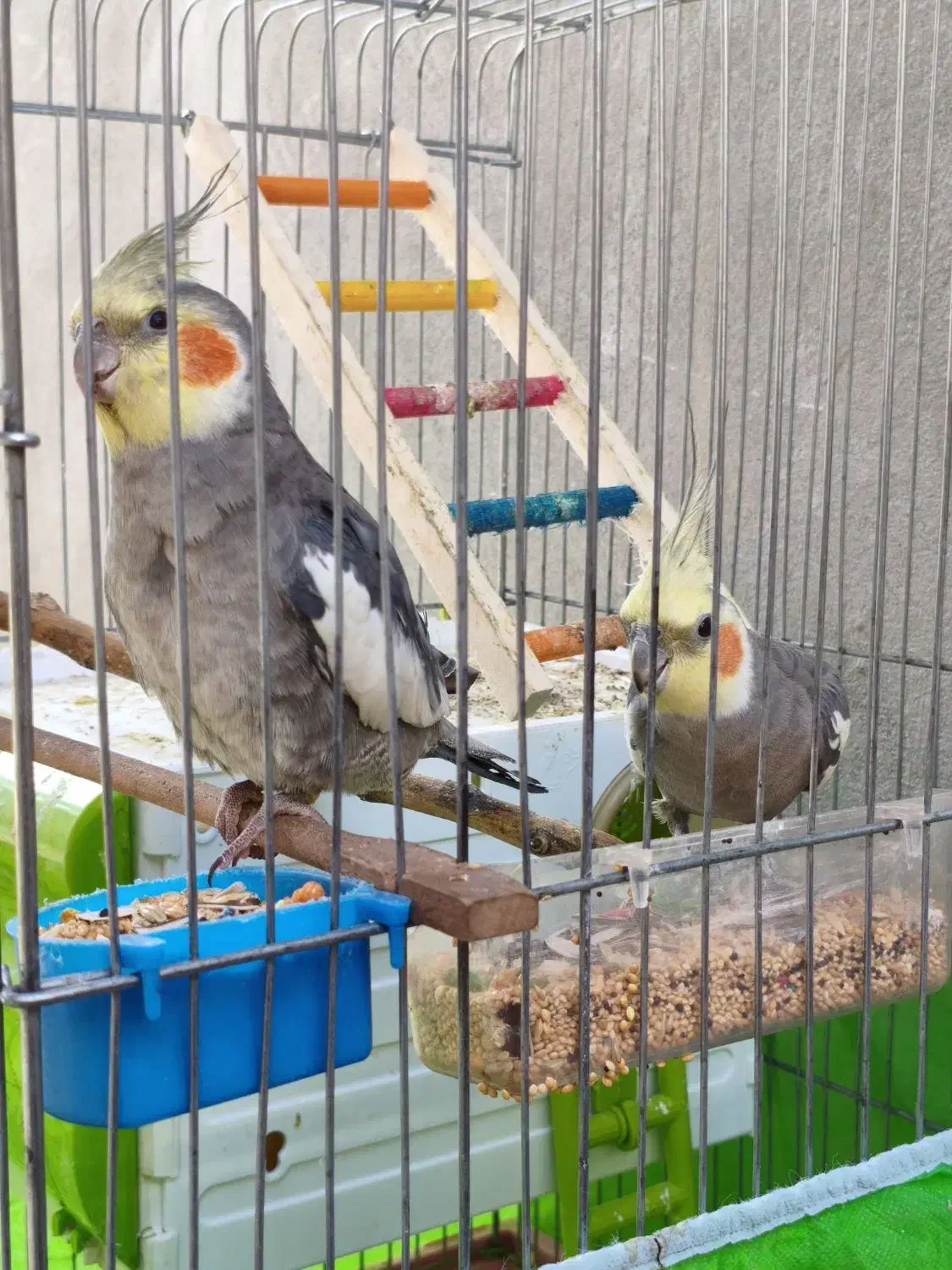 دو عروس هلندی فول اهلی با قفس کاسکویی و وسایل|پرنده|پیرانشهر, |دیوار