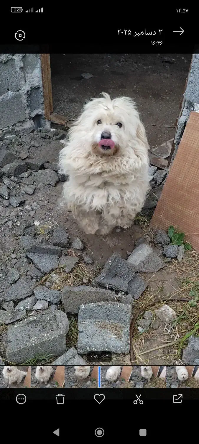 سگ پاکوتاه نر|سگ|املش, |دیوار