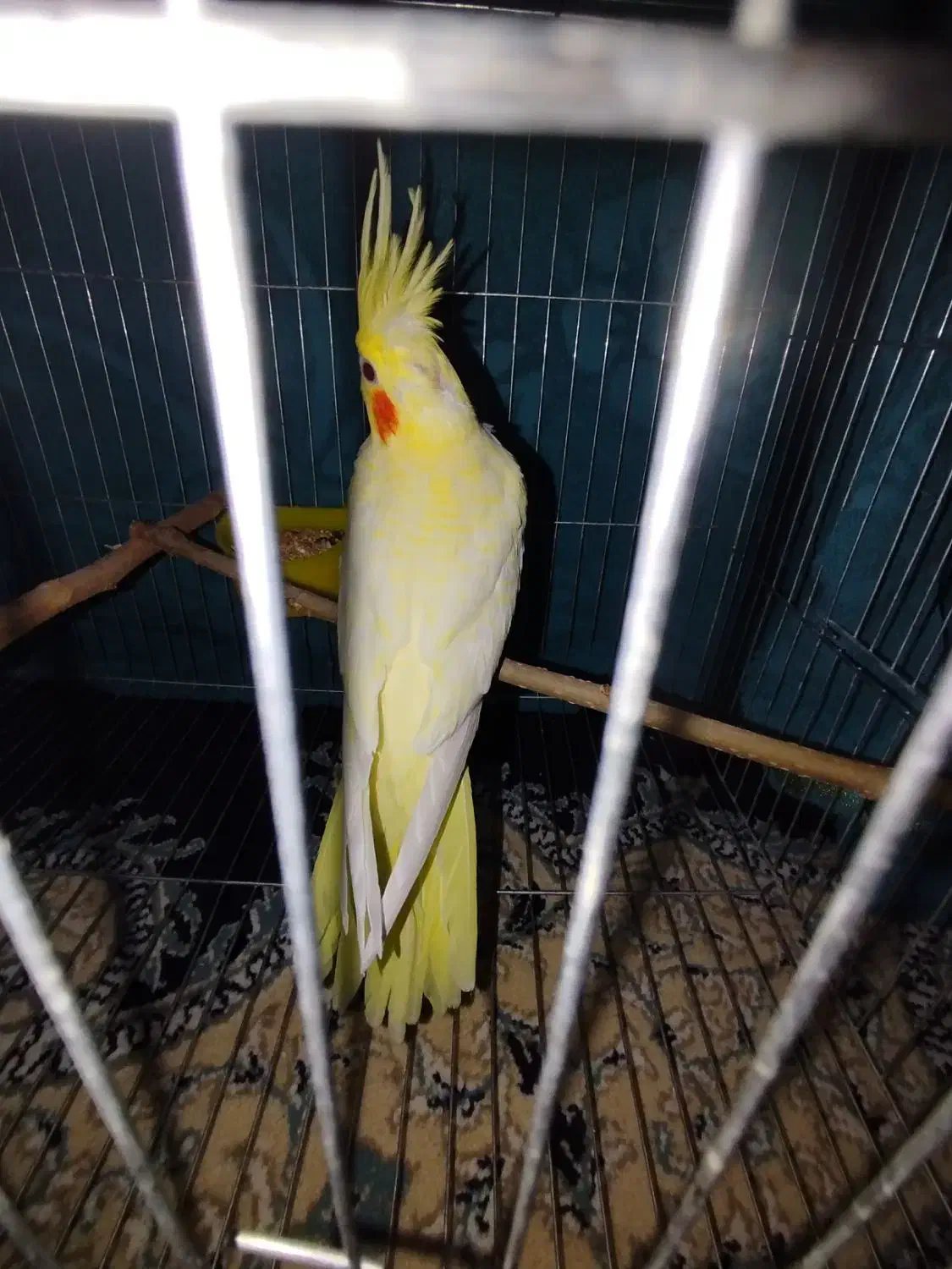 عروس هلندی لوتینو زعفرانی|پرنده|دره شهر, |دیوار