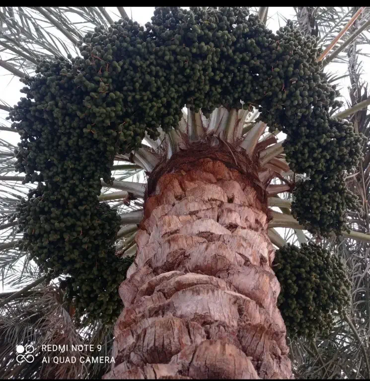 خوشه بور|اجارهٔ دفتر صنعتی، کشاورزی، تجاری|فهرج, |دیوار