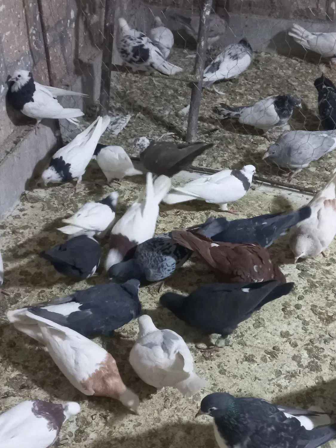 طوقی|پرنده|جوین, |دیوار