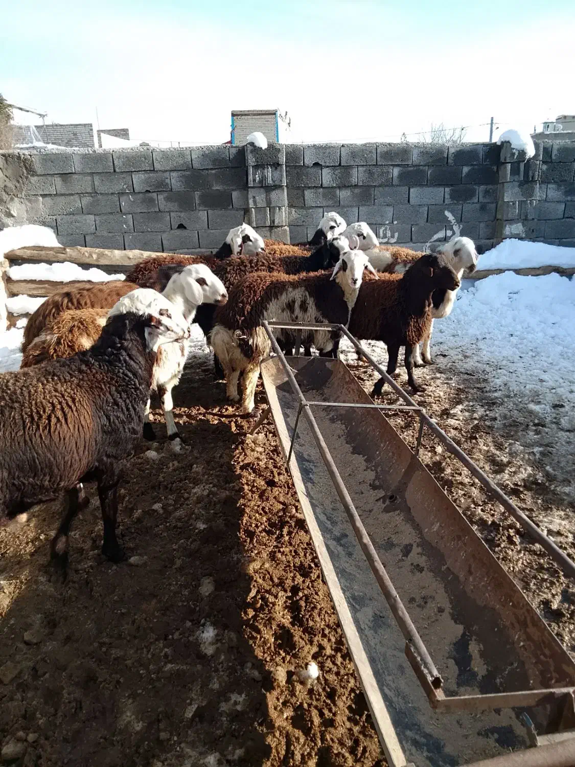 هفت راس بره قوچی بفروش میرسد|حیوانات مزرعه|نصر آباد, |دیوار