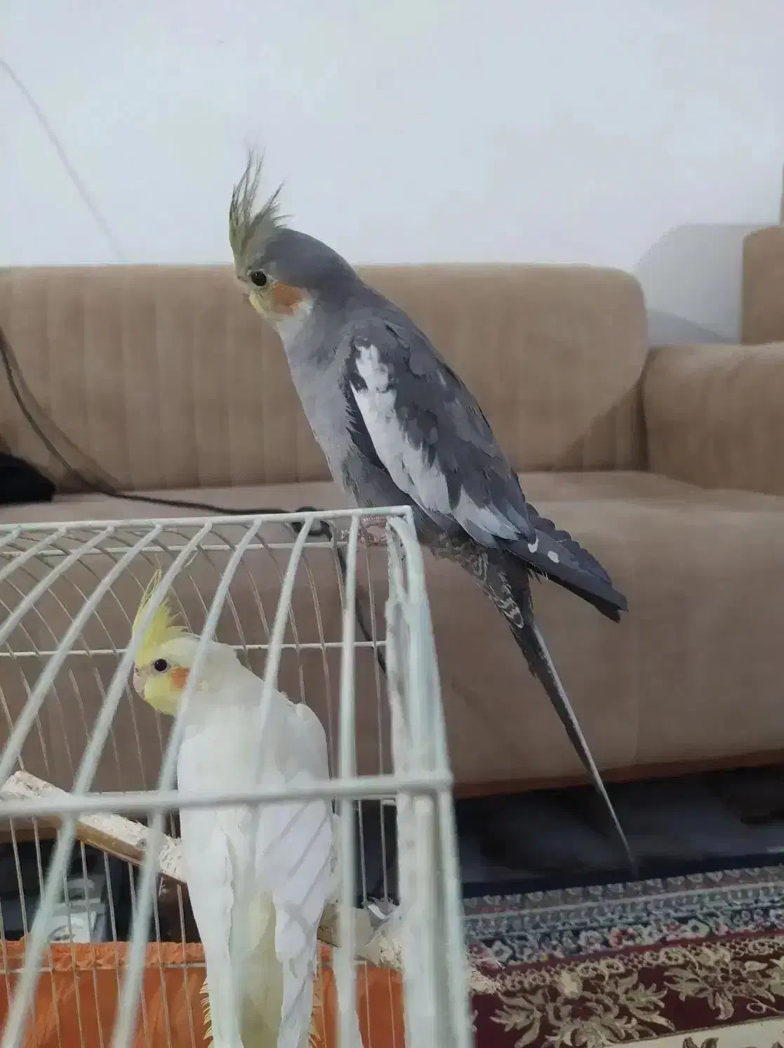 خرگوش.عروس هلندی|موش و خرگوش|کرج, کمال‌شهر|دیوار