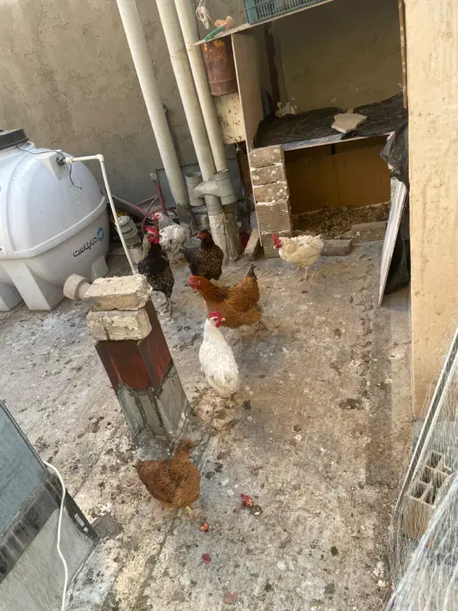 مرغ و خروس|حیوانات مزرعه|بومهن, |دیوار