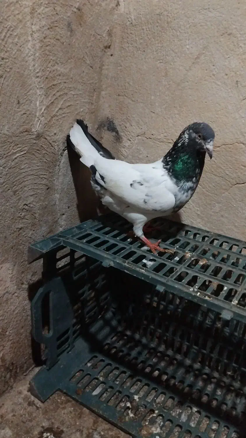 نر تیدی|پرنده|بندر امام خمینی, |دیوار