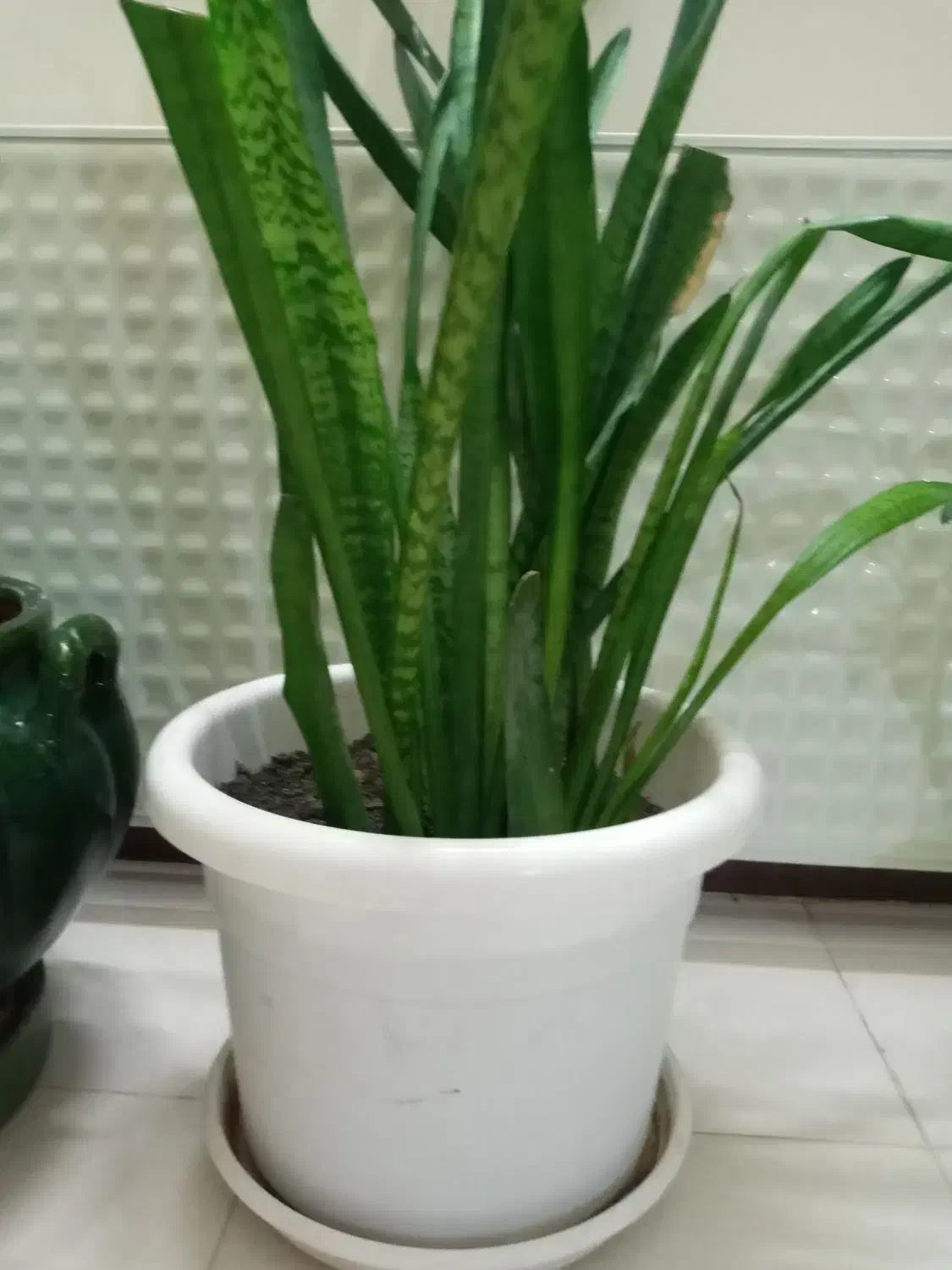 گل اپارتمانی|گل و گیاه طبیعی|کرمانشاه, |دیوار