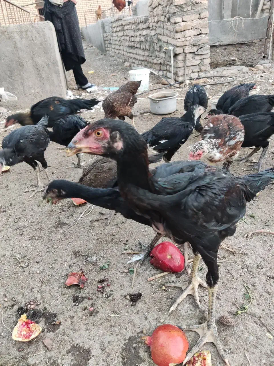 جوجه مرغ و خروس لاری|حیوانات مزرعه|مشهد, امیریه|دیوار