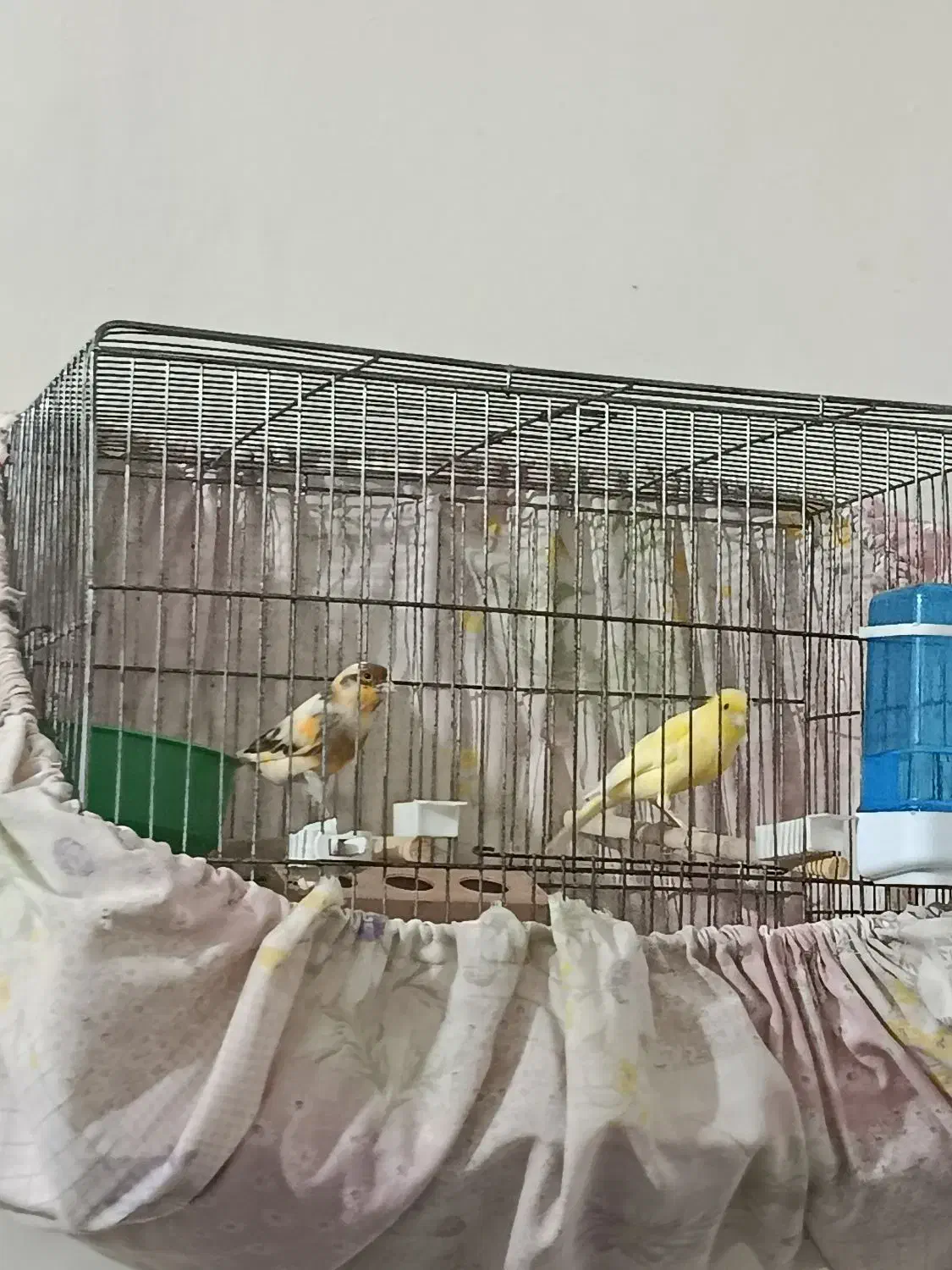 قناری|پرنده|یزد, |دیوار