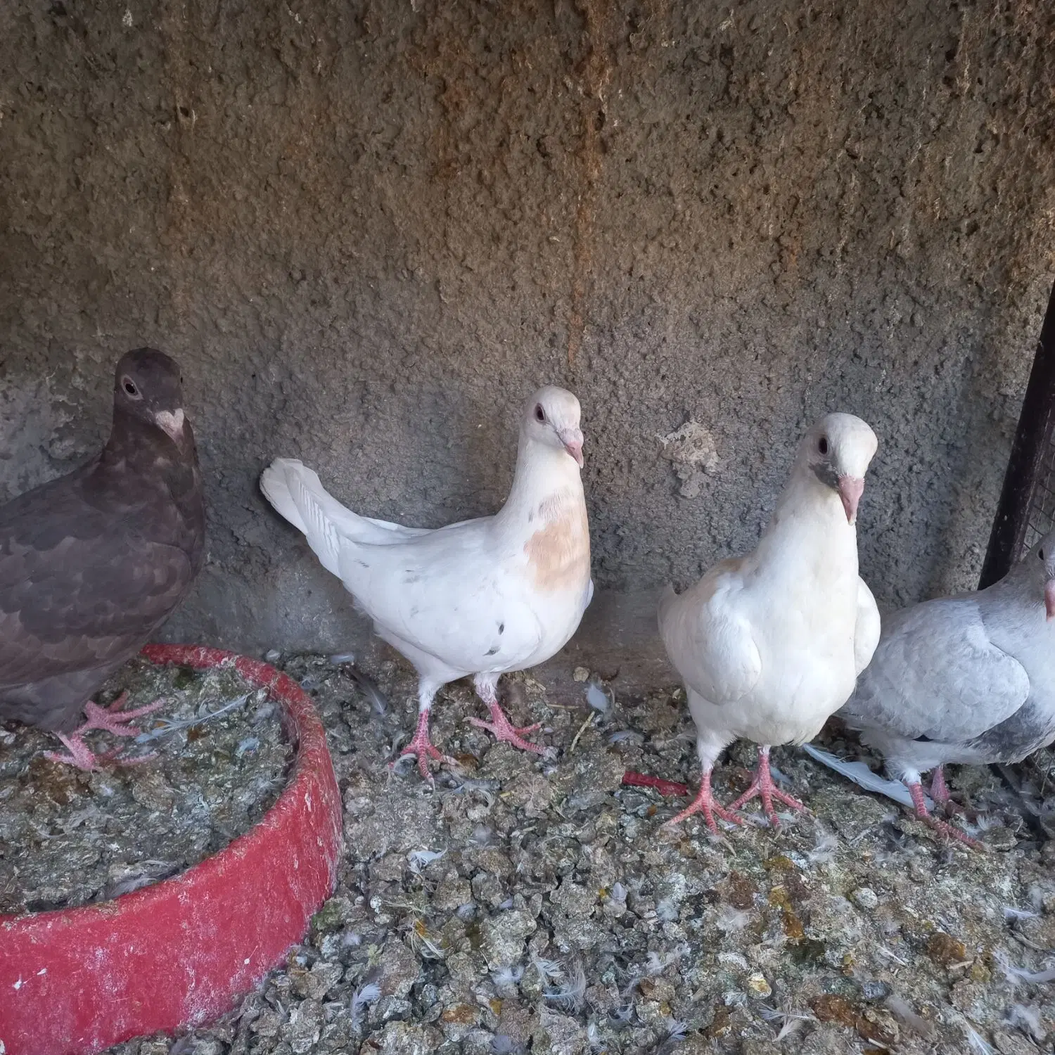 جوجه سرور|پرنده|لنجان, |دیوار