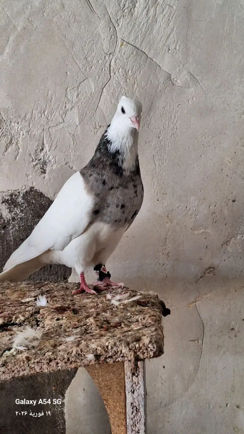 کبوتر|پرنده|جیرفت, |دیوار