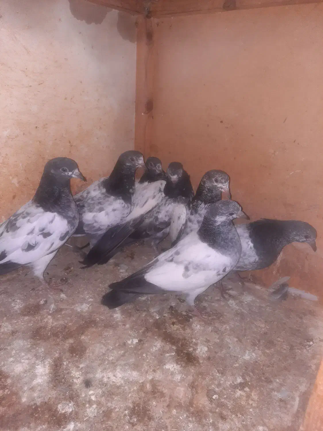 ۱۷ تا کبوتر آس و تضمینی|پرنده|خان ببین, |دیوار